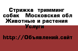 Стрижка, тримминг  собак - Московская обл. Животные и растения » Услуги   